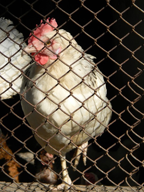 利洛：瓜帥一直都在，他會與我一起“管理”比賽！.